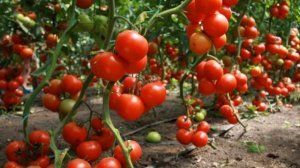 Как хитрые китайцы выращивают помидоры для себя
