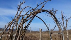 Обрезка плетистой розы на арку,  Питомник Роз Полины К?