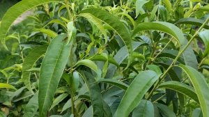 Как эффективно избавится от Восточной Плодожорки! Про