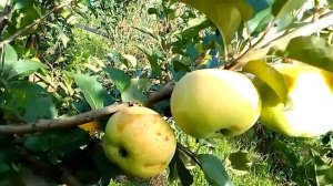 Сорт яблока Летнее сладкое,  для любителей сладких ябл