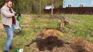 🌳 Сажаем плодовые деревья на участке | Вишня «Шоколад?