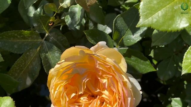 Роза Карамель Антик преобразит самые серые уголки сад