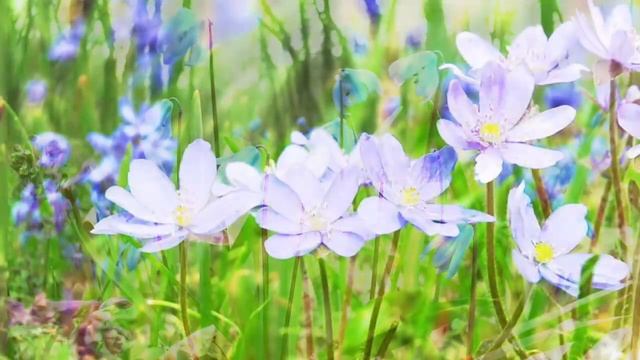 Весенние цветы смотреть онлайн