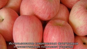 Яблоня Фуджи