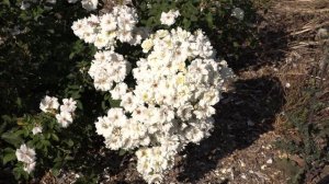 Неж де эте - Мускусная роза  ,Питомник роз Полины Козло?