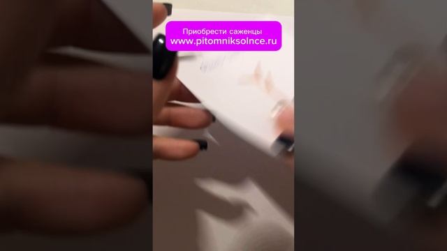 Малиновое дерево -как выращивать и формировать смотреть онлайн