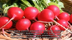 Как сажать редиску в яичные ячейки