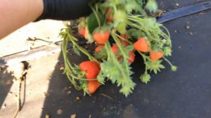 Аргентера Клубника урожайная.