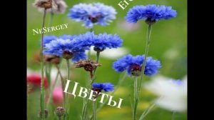 Егор, NeSergey - Цветы