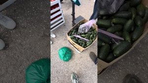 Как Дед Помидоры покупал / ГАРДЕЙ И ИВАНЫЧ #волгоград #?