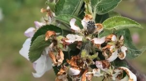 Можно ли ОПРЫСКИВАТЬ деревья во время ЦВЕТЕНИЯ?