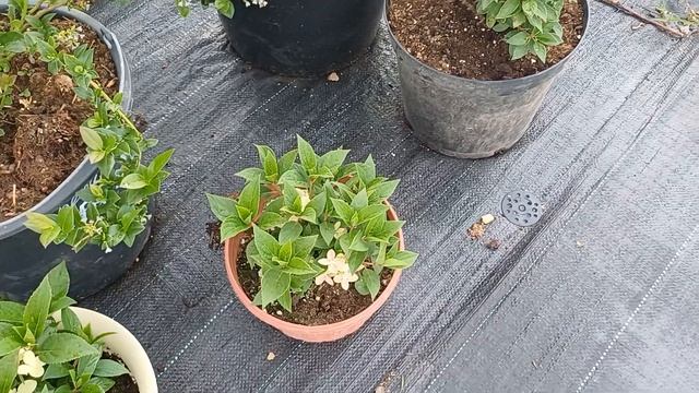 Гортензия Полестар, ранняя красавица, покорившая серд смотреть онлайн