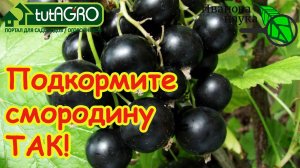 ЯГОДНЫЙ БУМ: лучшая подкормка смородины и других кустов БЕЗ МИНЕРАЛЬНЫХ УДОБРЕНИЙ. Урожай будущего!