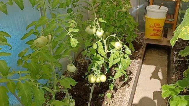 дача в Германии, теплица, цветы, пчёлы 31 градус