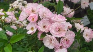 Мускусный гибрид Петит де Терра Франш