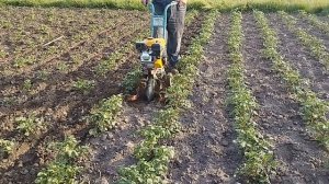 Вторая прополка картошки мотоблоком Крот. Эффективно
