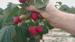 Обзор сорта ремонтантный малины "Маравилла"