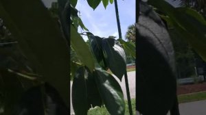 Хурма Хачия, (Persimmon «Hachiya»), опадает завязь. Почему и что ?