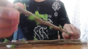 Размножение персика и яблоню