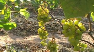 Виноград Онтарио.