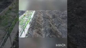 Зачем сажать картофель с бобами, а помидоры с чесноком