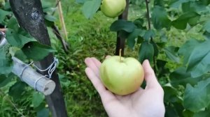 Яблоня Чудное