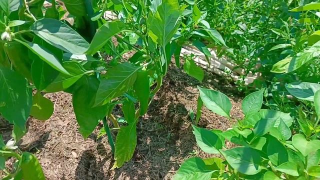 Ускоряю созревание перцев после дождей - снимаю крупн?