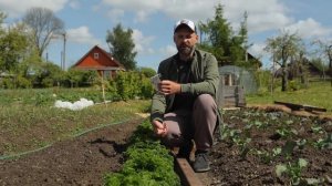 КАК ВЫРАСТИТЬ ПЫШНУЮ ПЕТРУШКУ.  Посев петрушки, нюансы