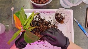 ПОЛУГИДРОПОНИКА С SIMPLEX ЧАСТЬ 3.3 ФИЛОДЕНДРОН ЖЁЛТОЕ ПЛЯ