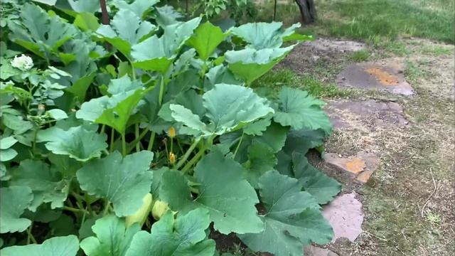 Потратили 7 дней,привели в порядок участок.