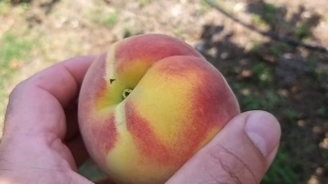 Персик Інка (Inka)