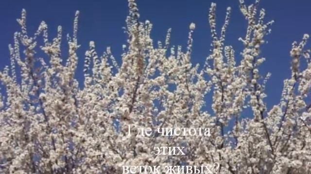 Белая акация