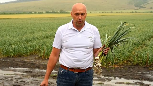 "Прометей". Цикл видео о выращивании озимого чеснока смотреть онлайн