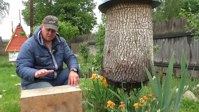 Как достать рой из дупла дерева? Гуманное пчеловодств?