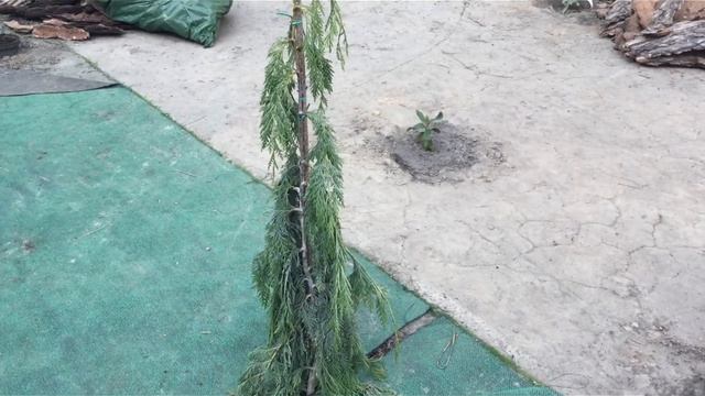 Відгук Sam Garden, DuboSad, Райський куточок, Green decor, СадПолтав? смотреть онлайн