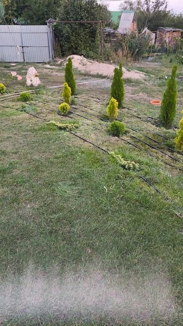 Как выглядит молодая живая изгородь 🌲#живаяизгородь #туи #можжевельники #смарагд #даника #туяданика смотреть онлайн