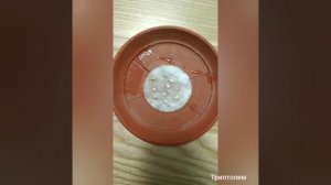 Как вырастить гранат из косточек.