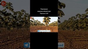 Павловния морозостойкий сорт