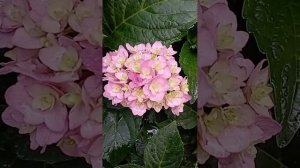 Гортензии Бесконечное лето и Ю энд ми Тугезе