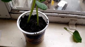 Прививка арбуза на тыкву. ЭКСПЕРИМЕНТ!