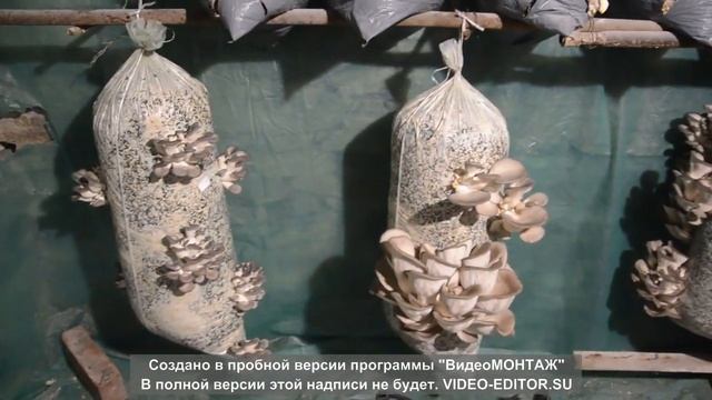 Выращивание вешенки в домашних условиях. Сбор урожая ?