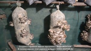 Выращивание вешенки в домашних условиях. Сбор урожая ?