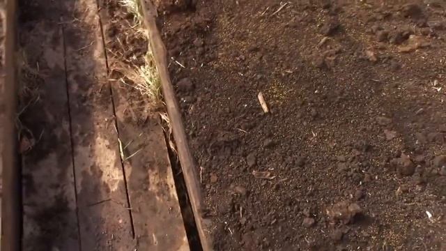 Сеем сидераты в теплицах (белая горчица). смотреть онлайн
