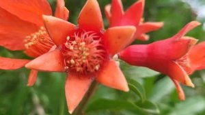 Как цветет гранат? Магия превращения цветка в плод.