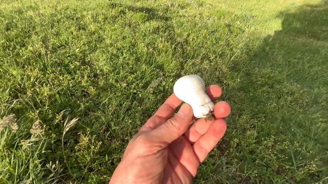 Маслята не кончаются!Буково-дубово-сосновые леса и гр? смотреть онлайн