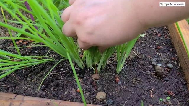 Лук растёт загущенно. Проряжаем лук и высаживаем на но