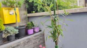 КАК,Я ДЕЛАЮ ШТАМБОВЫЕ РАСТЕНИЯ!