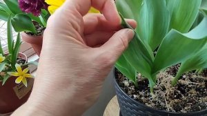 Тюльпаны дома в горшках на балконе. Гиацинты и нарцисс