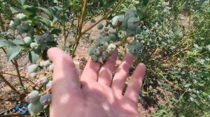 Что случилось с голубикой Ханна Чойз !