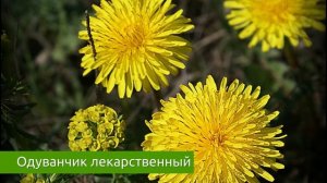 Одуванчик лекарственный - полезные свойства, целебные